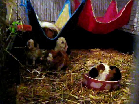 Bébés cochon d'inde saute,couine