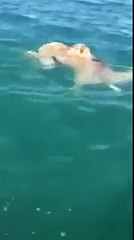الجمل سفينة الصحراء شدوه حارق لإيطاليا ههه
