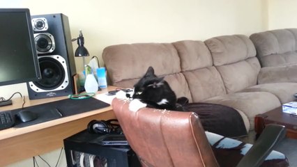 Tobi the cat shows off strange dance moves