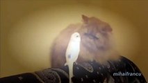 Parrots Annoying Cats Compilation.