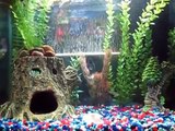 Fish tank setups for 20 Gallon, 10 Gallon, 5 Gallon and New Baby Danios