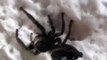 big house spider huge hunting arachnid creepy magnified