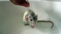 Rat Bruxing and Boggling During Bath Time!