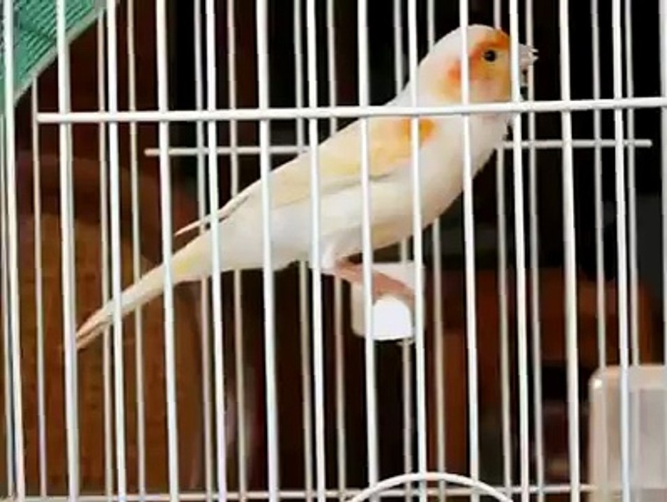 تغريد كناري موزاييك روعه