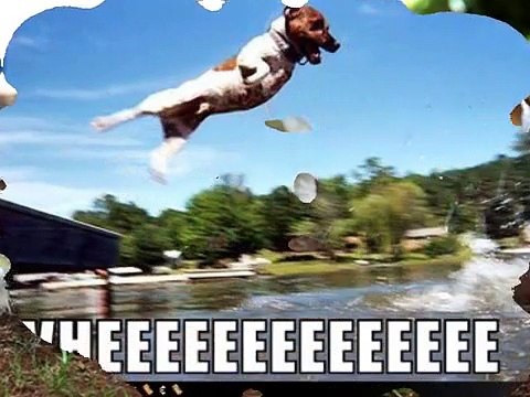 Jack Russell Terrier (The Jack Russell Song)