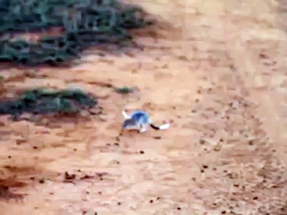 Greater Bilby and Bridled Nail-tail Wallabies