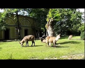 Der Zoo Berlin am 11.08.2012