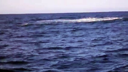 Baleine à bosse du Bassin d' Arcachon