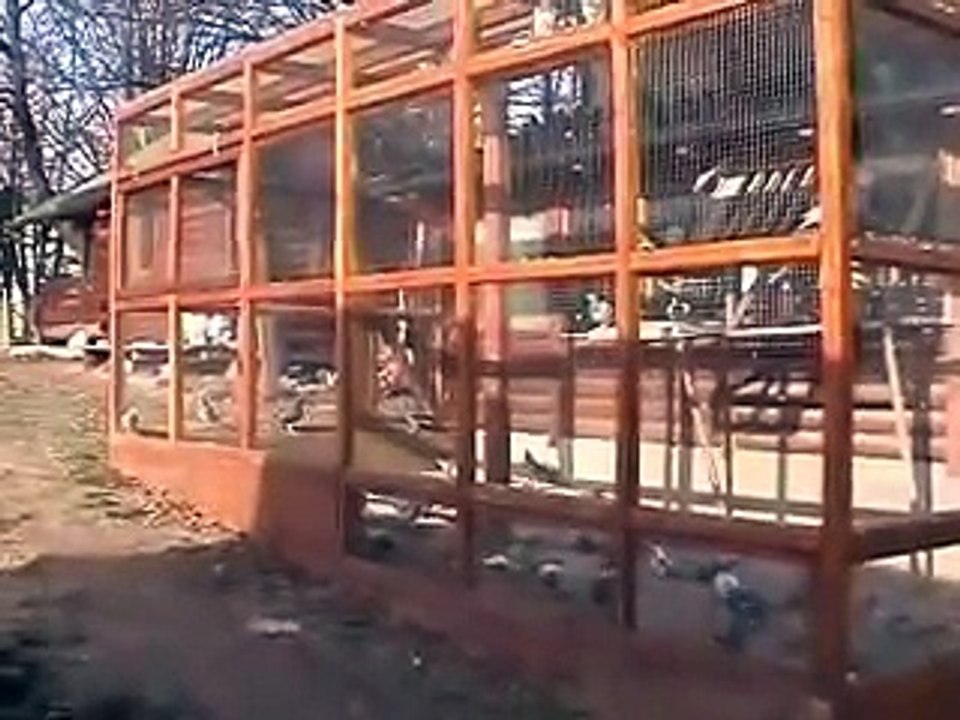 My racing pigeons 1