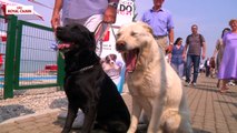 Bau Beach: la spiaggia pet-friendly sul Lago di Garda