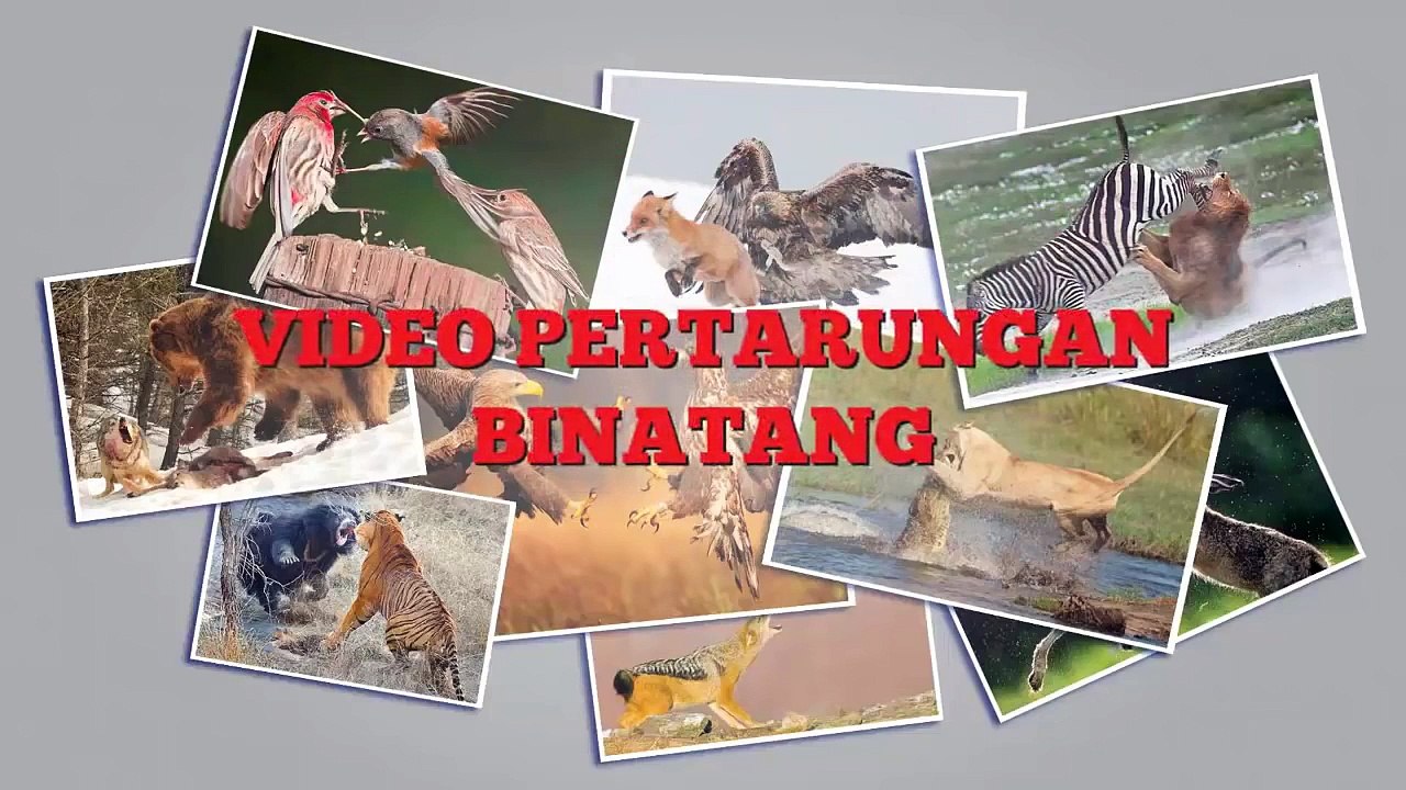Beruang Hitam vs Singa | Binatang Buas Berkelahi | Pertarungan Hewan Pemangsa