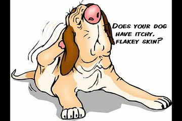 Skin Care for Dogs