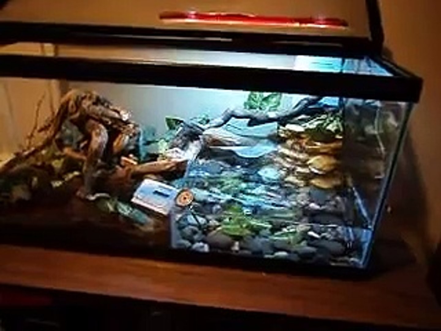 Crocodile Skink Cage Setup