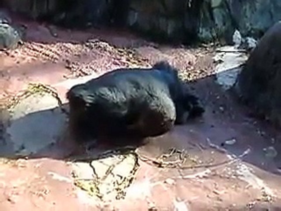 Gorilla Eating His Own Vomit