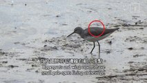 [Bird ID Help] How to Identify Common Sandpiper and Green Sandpiper (in Hong Kong)