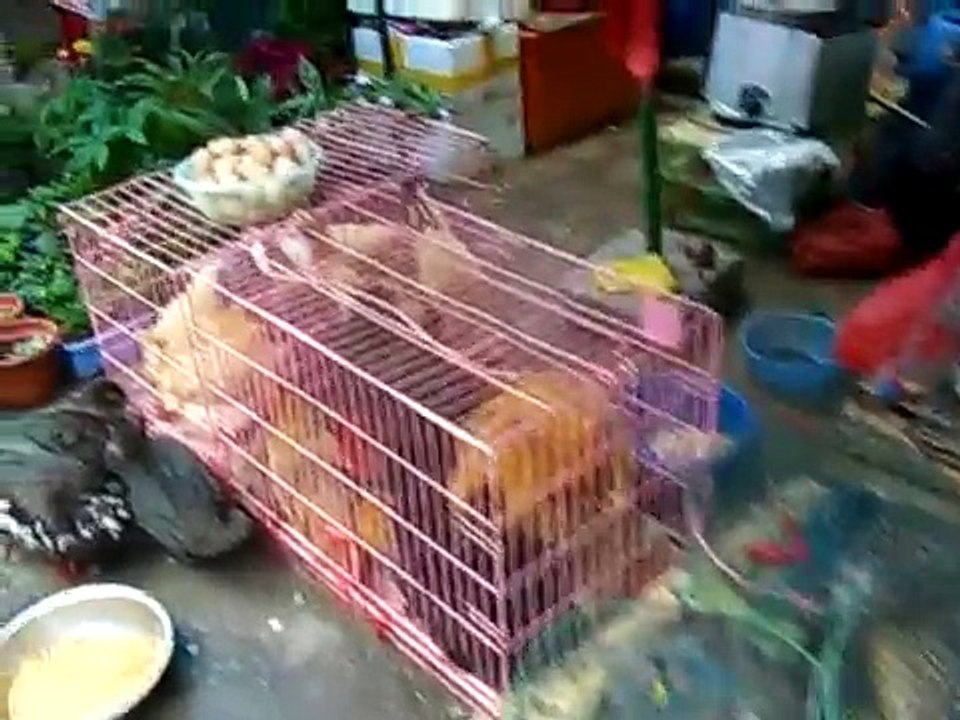 Xiamen street market China, in Fujian province with rabbits and ducks, 2011 HotelLess.com