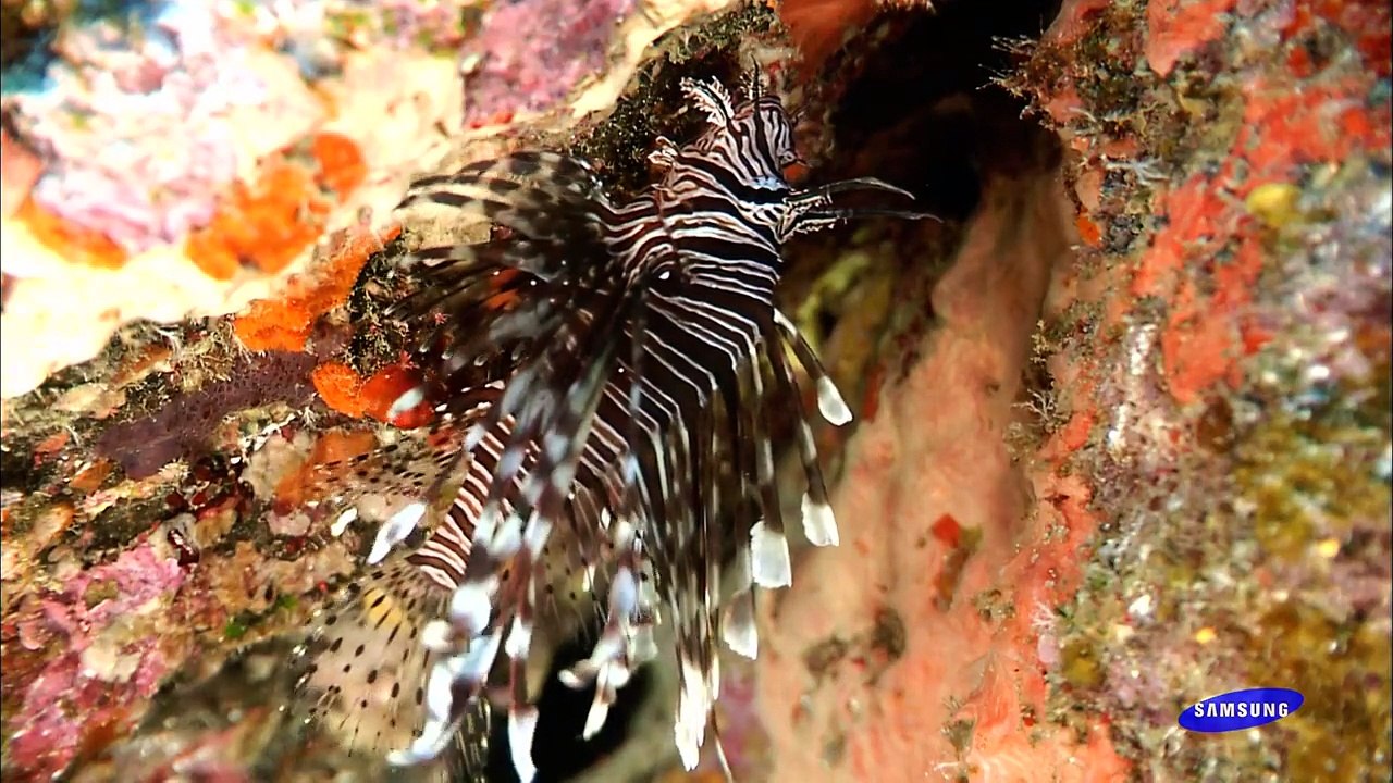 Samsung HD demo - Oceanic Life 1080p