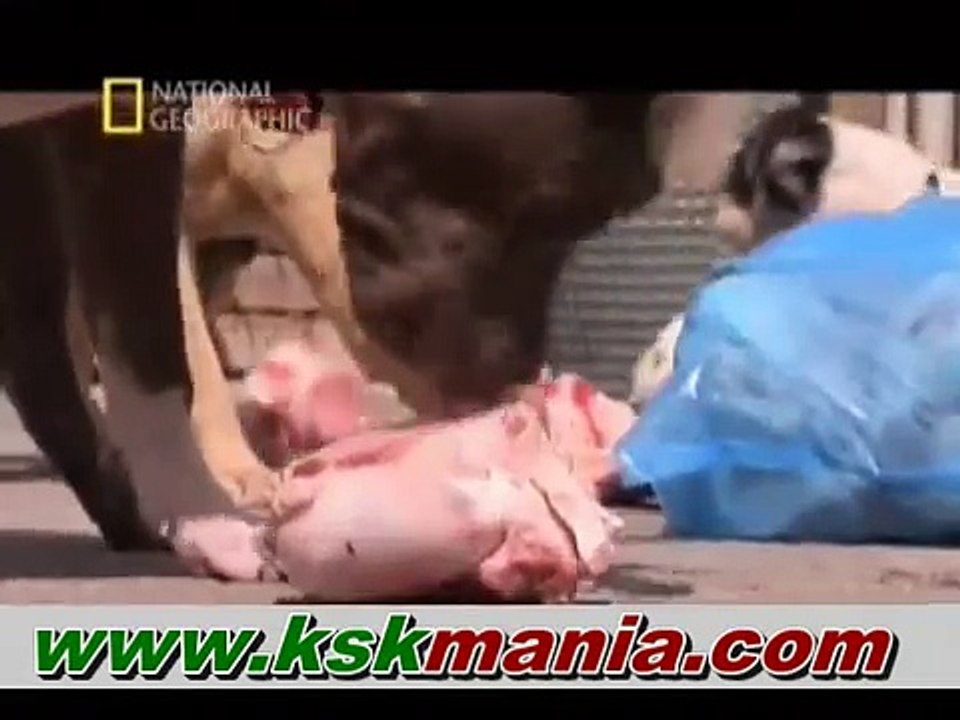 Köpeklere Fısıldayan Adam 4.bölüm part 2