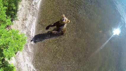 Photographer Locks Himself in Cage to Capture the Beauty of Wild Bears
