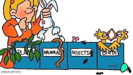 animal classification