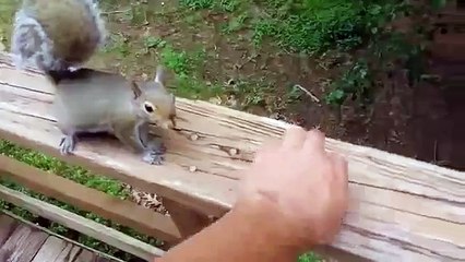 Белка благодарна своему спасителю и не хочет уходить!