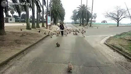 Девушка и толпа кроликов!!!!