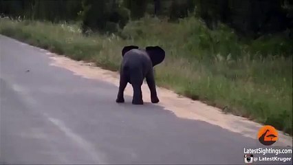 СЛОНЕНОК Остановите все и посмотрите, как этот слоненок играет!