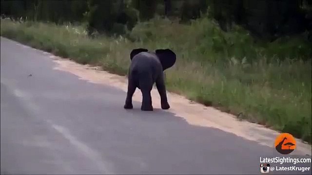 СЛОНЕНОК Остановите все и посмотрите, как этот слоненок играет!