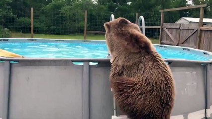 Медведь наслаждается бассейном