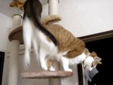猫の喧嘩＠キャットタワー　パート2