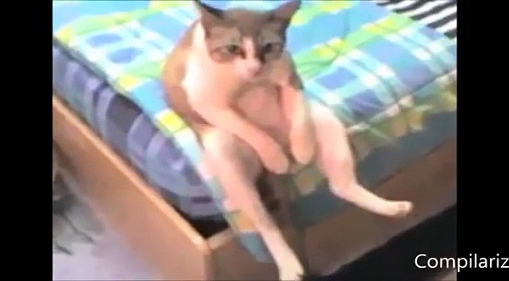 ⁣Прикольные животные, которые ведут себя как люди))