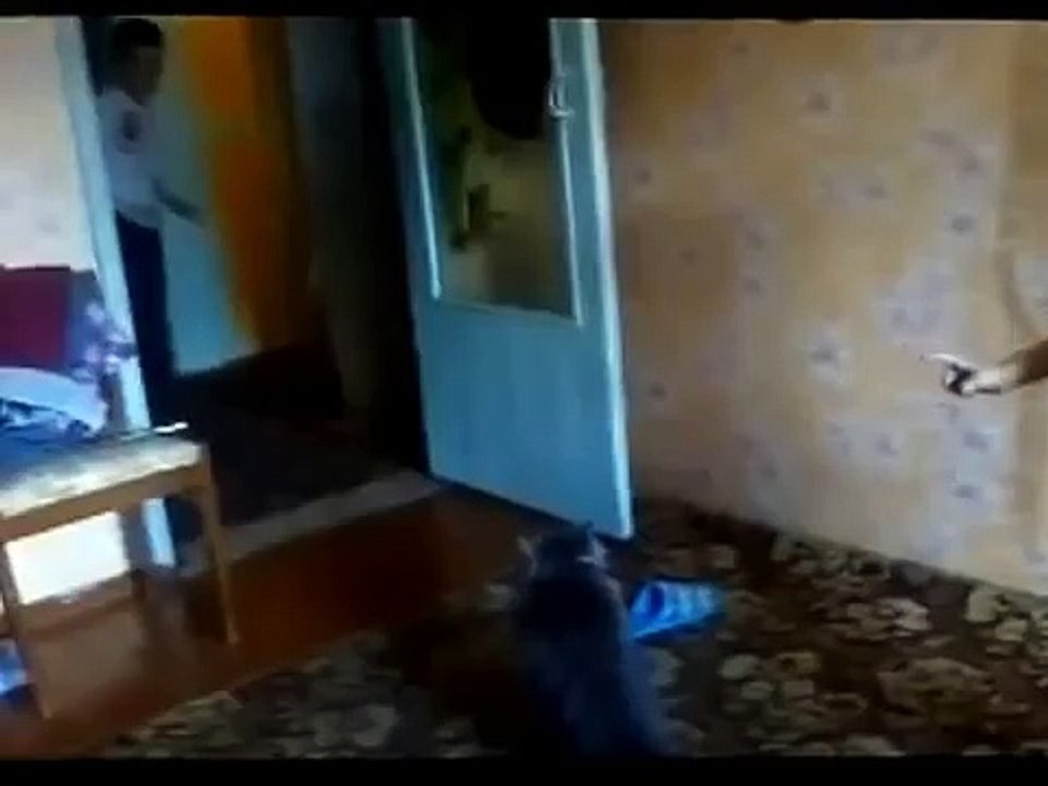 Кошка защищает свою хозяйку