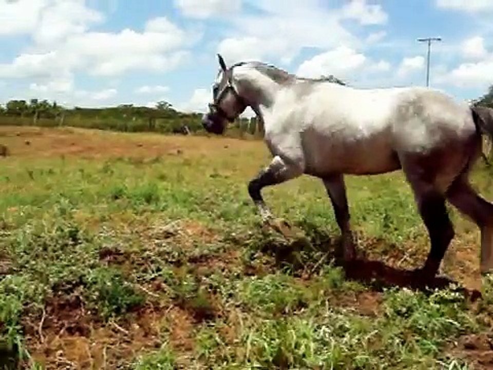 CABALLO CUARTO DE MILLA CON ARABE