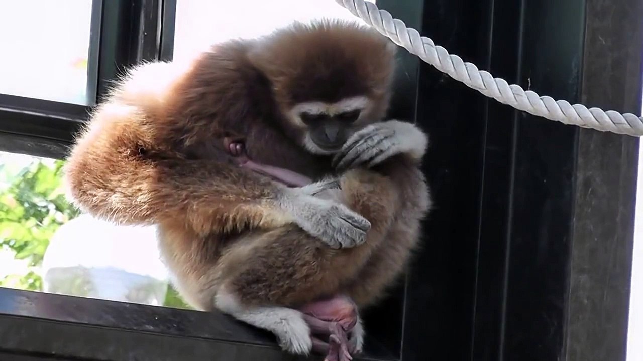 Baby white-handed gibbon. シロテテナガザルの赤ちゃん2014（旭山動物園）
