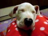 Can a Dogo Argentino puppy resist falling asleep? :)   