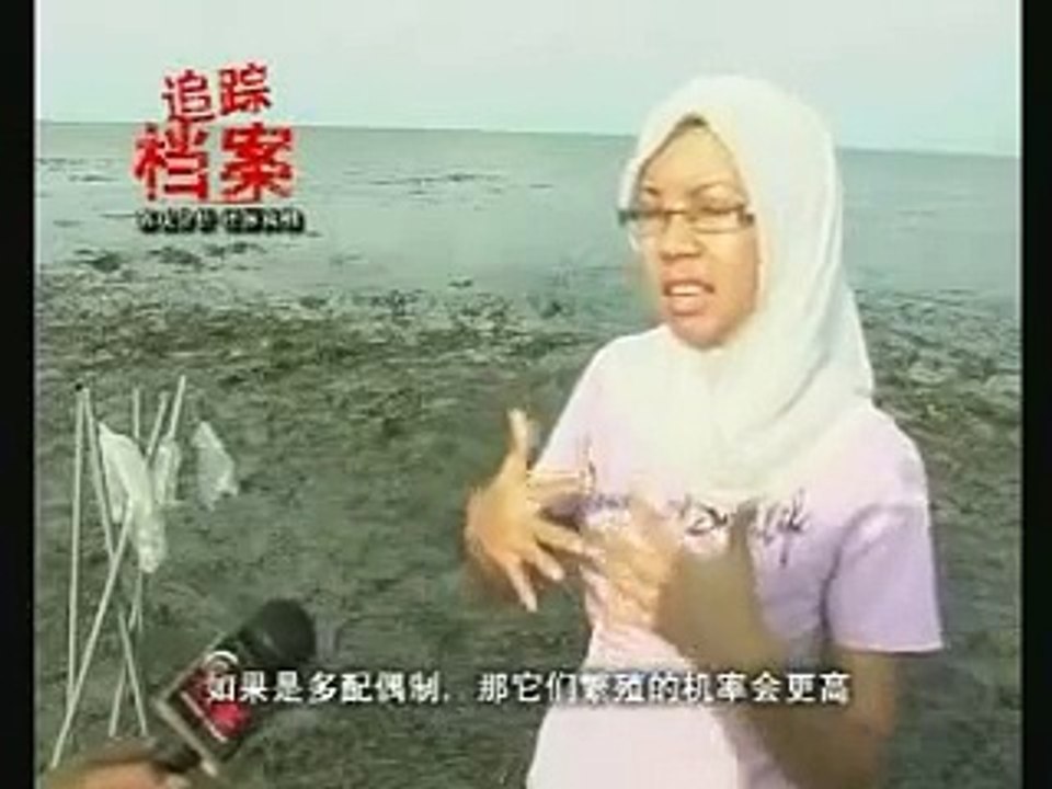 Save Our Seahorse @ NTV 7 edisi siasat (part 2)
