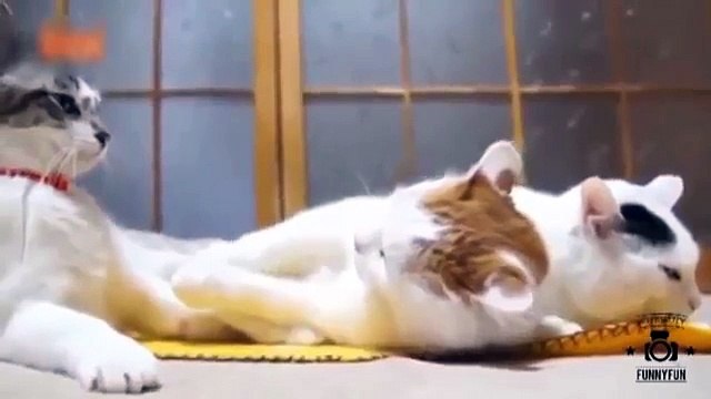 Самые смешные кошки ∙ Приколы с животными 2015 ∙ Best Funny Cat