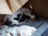 Mamma gatta e i suoi micini
