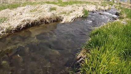 渓流ルアー釣り　群馬　14APR2014