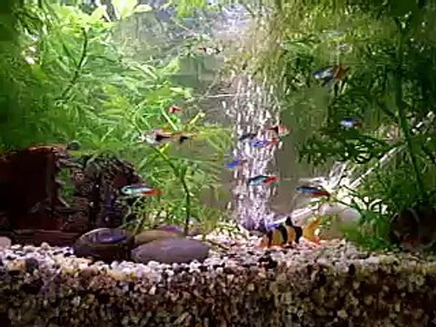 Neon Tetras and Harlequin Rasboras