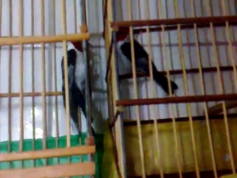 Galo de campina fogoso