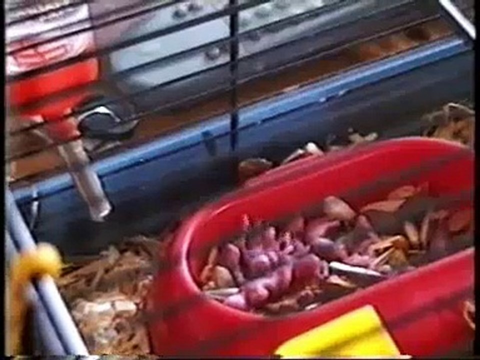 New born hamsters
