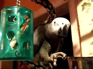 Charlie Chews A Butt Feather