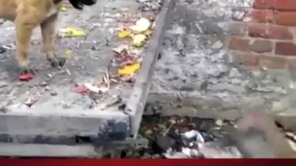 Puppies dog attacks monkey