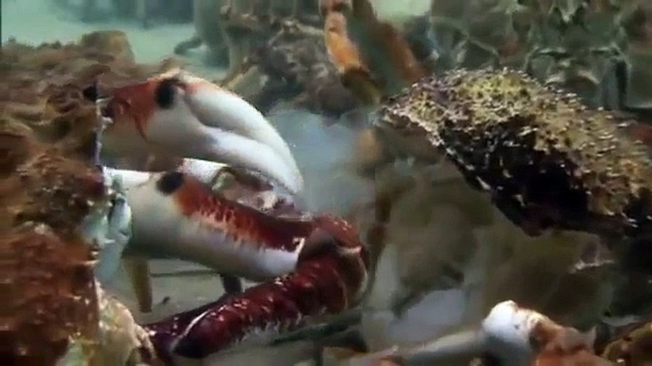 Um exército de Caranguejo aranha VS Arraia