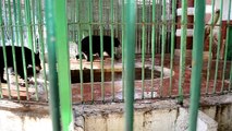 Black bears in small enclosure at Egypt's Giza Zoo