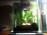 Fluval Chi 5 Gallon Aquarium - *Platinum Halfmoon Betta and Neon Tetra*