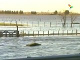 Argentina: Heavy Flooding Threatens Homes, Livestock