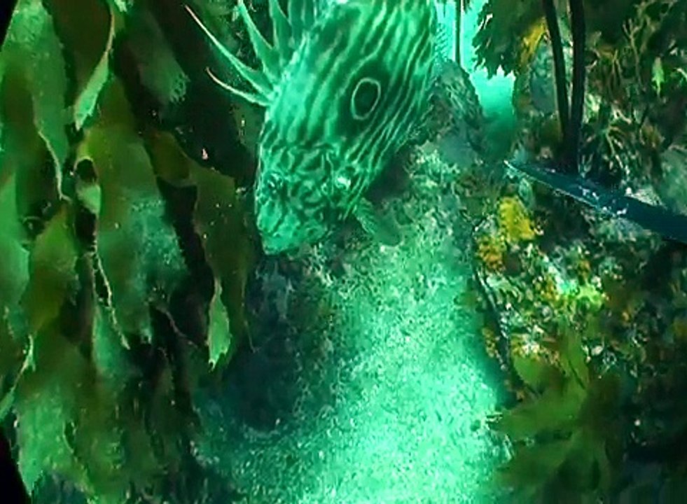 Spearfishing shots