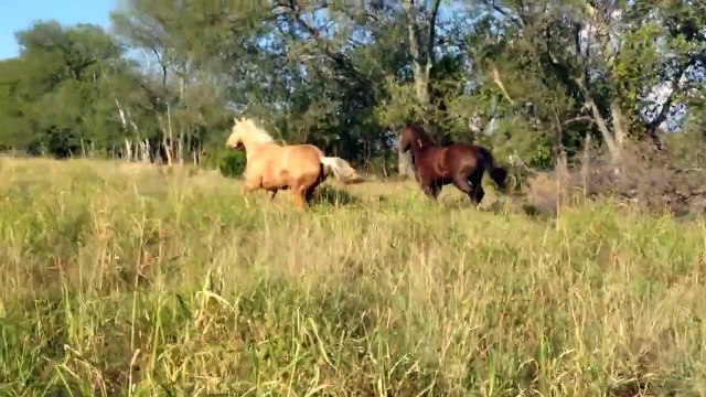 Top Seeding Paster with Rye Grass for winter grass - Buddy was Bugging Me Got Chased Off